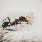 ants-5061910__340